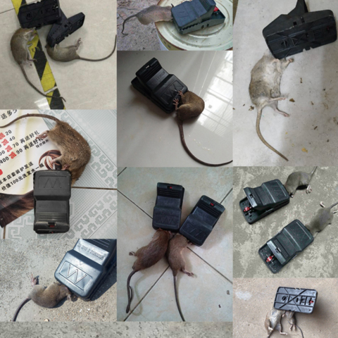 Armadilha de mola robusta e super resistente - A solução segura e eficaz para eliminar os ratos da tua casa.